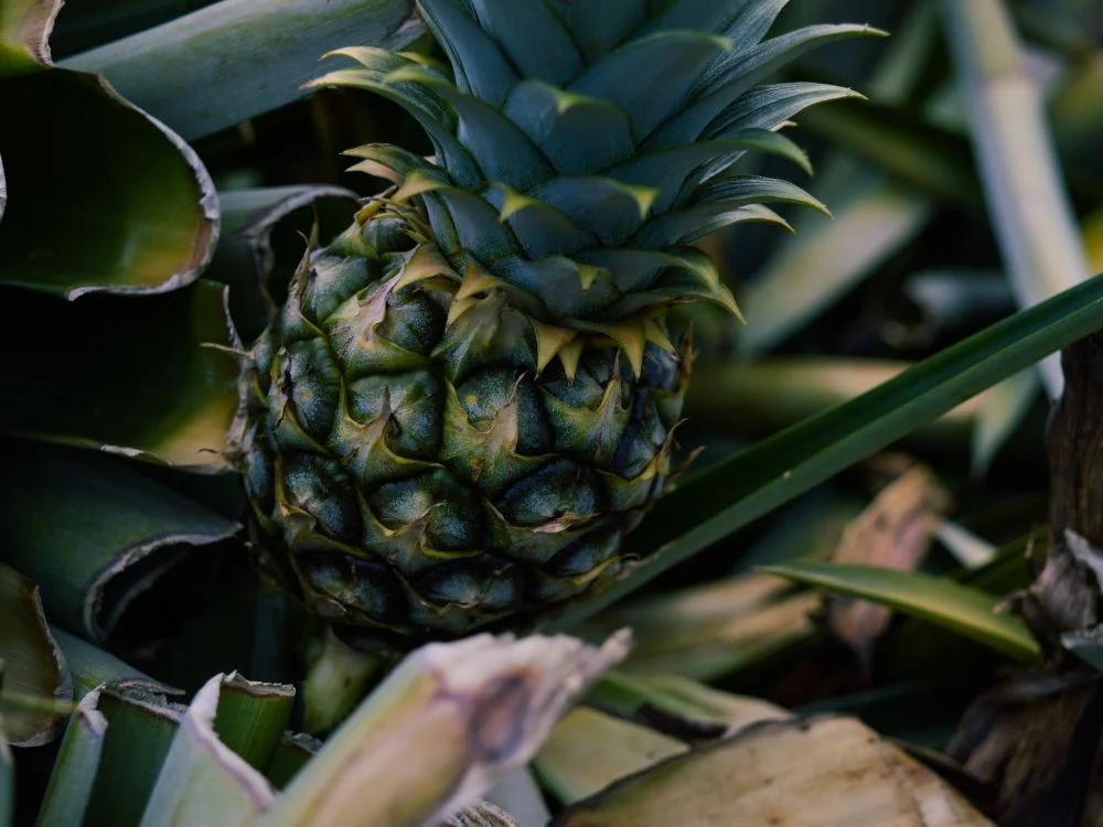 Ananas plante​