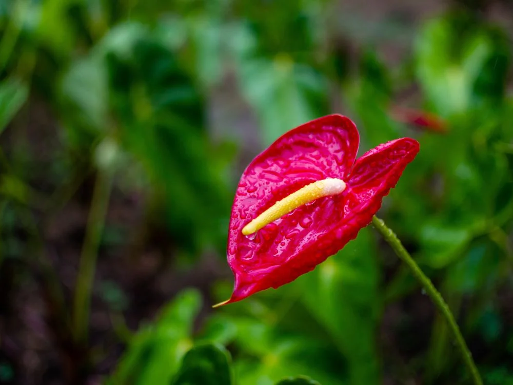 Flamingoblomst