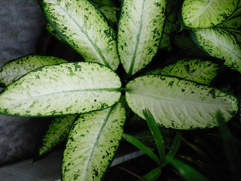 Dieffenbachia