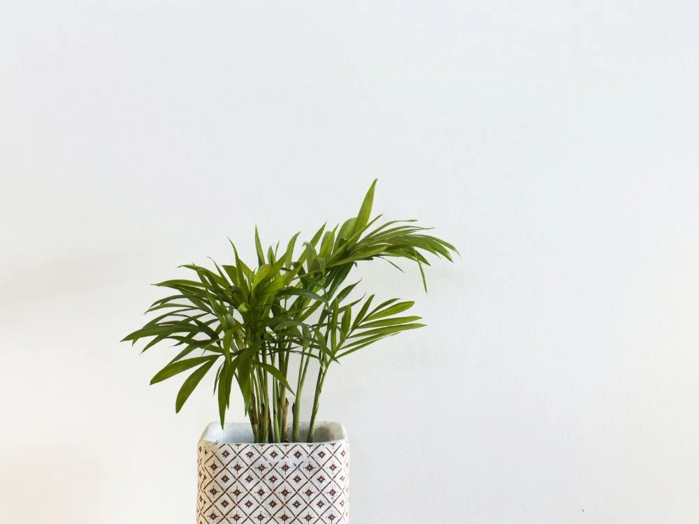 Areka palme