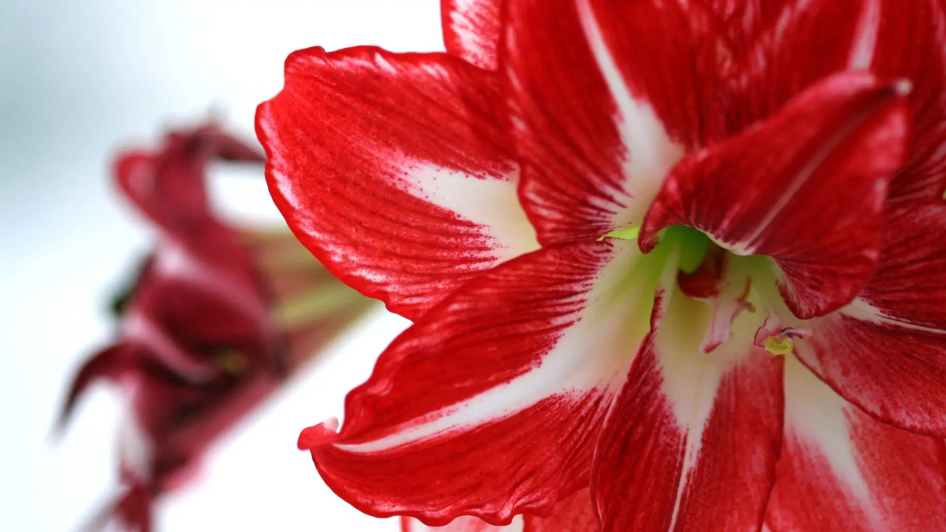 Amaryllis allergi
